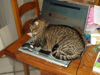 Tigrou sur le portable -- Cliquez pour voir l'image en entier